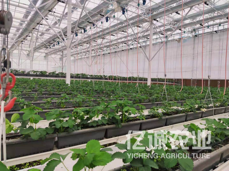 玻璃种植温室大棚