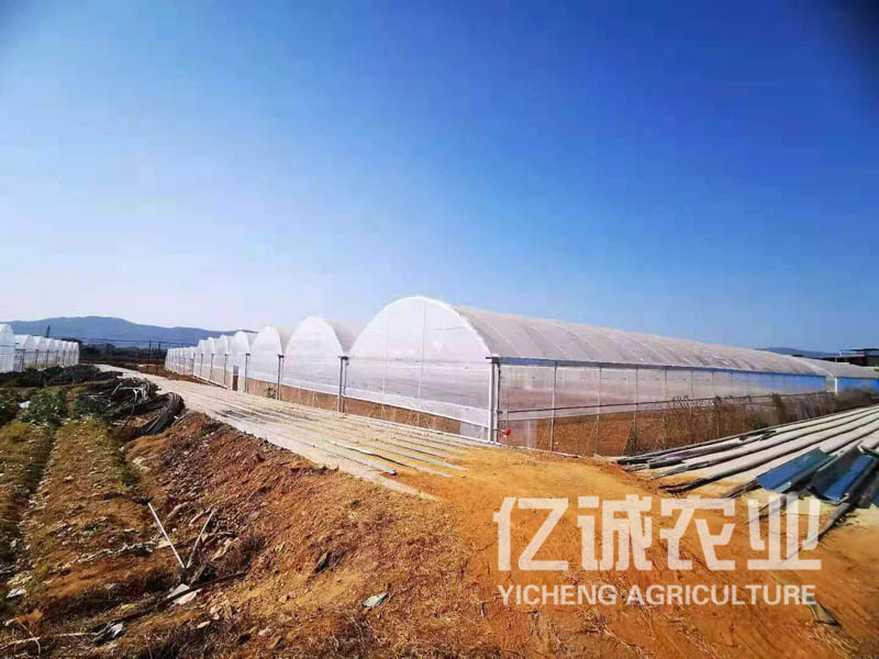 拱形薄膜连栋温室大棚