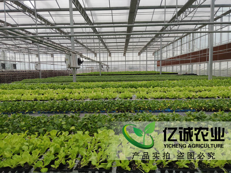 农业种植玻璃温室