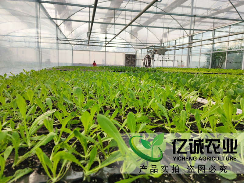 农业种植温室大棚