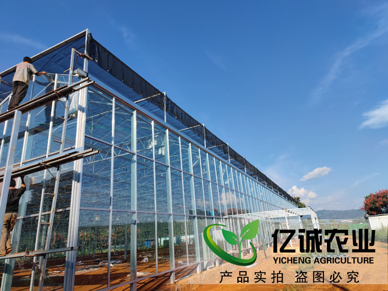 承建连栋玻璃温室大棚
